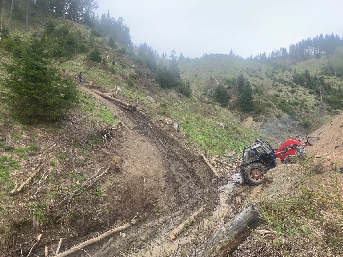 Dezastrul din padurile Romaniei — Euronews